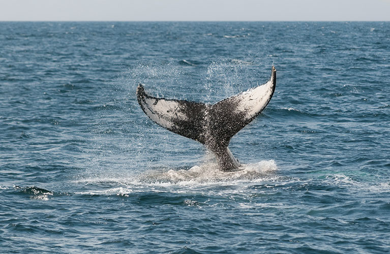 L’incredibile storia della balena di Taranto